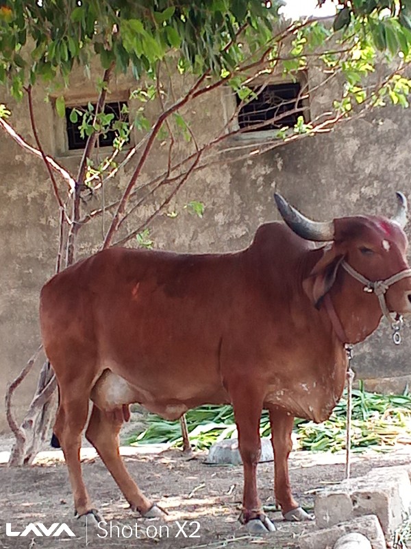 ગાય