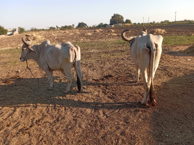 બળદ વેચવાના છે