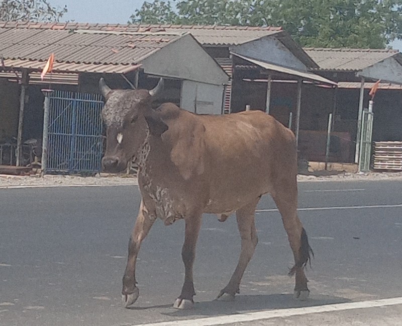 ગાસે પેલાવેતરમા...