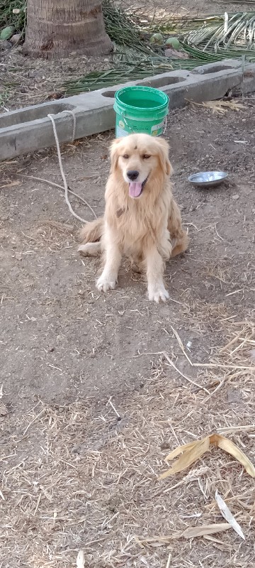 golden retrieve...