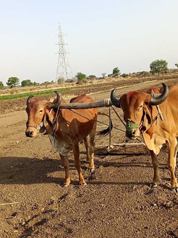 બળદ સાવ સો જાશે