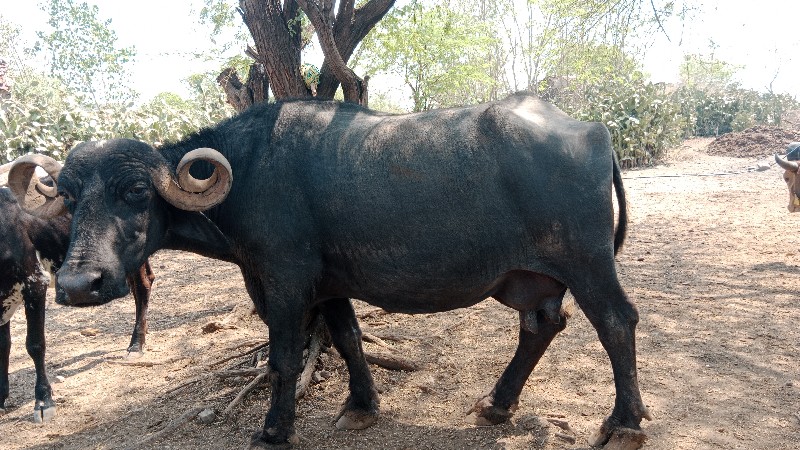 આ ભેંસ વેચવાની...