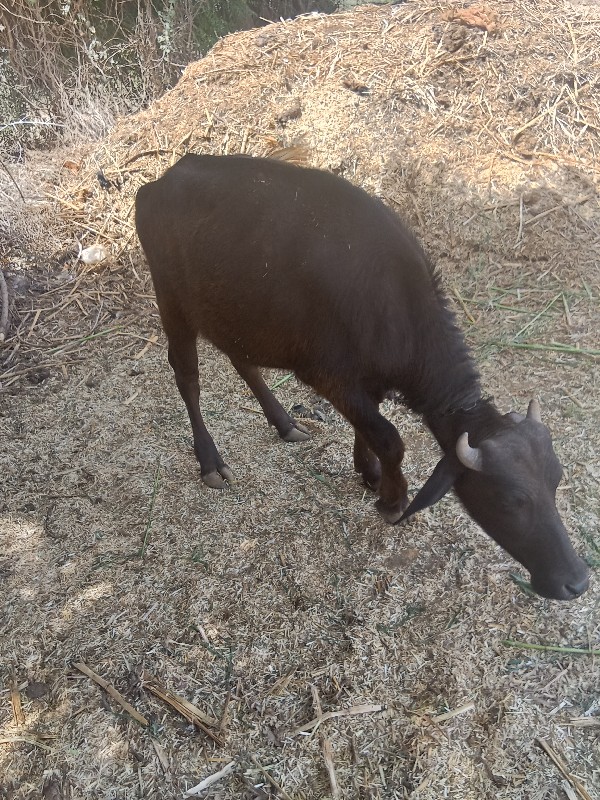 બનીને અસરની બે...