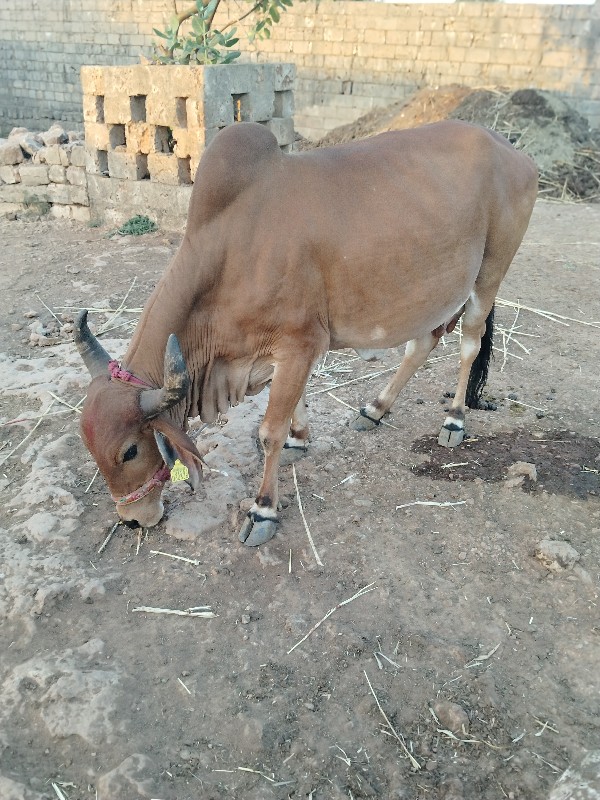 ગાય વેચવાની  ગા...