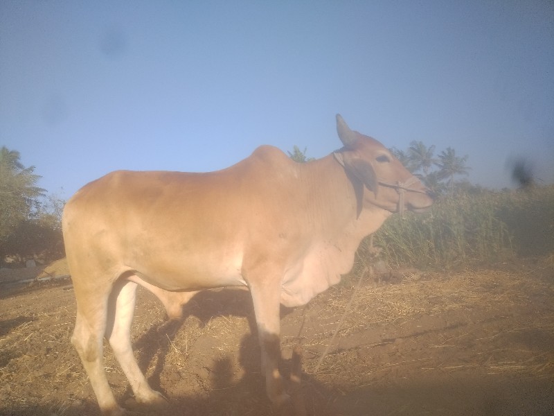 ગોઢલા વેચવાના છ...