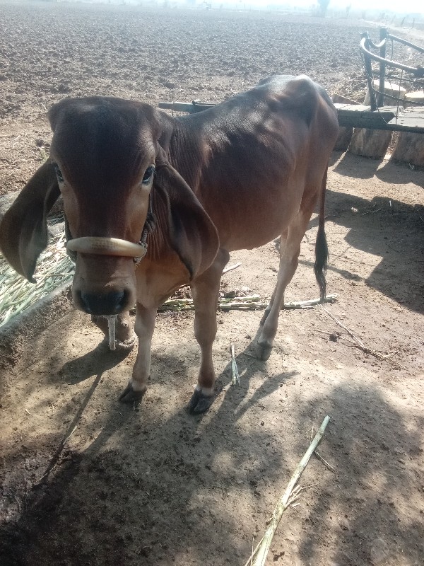 ગાય વેચવા ની છે...