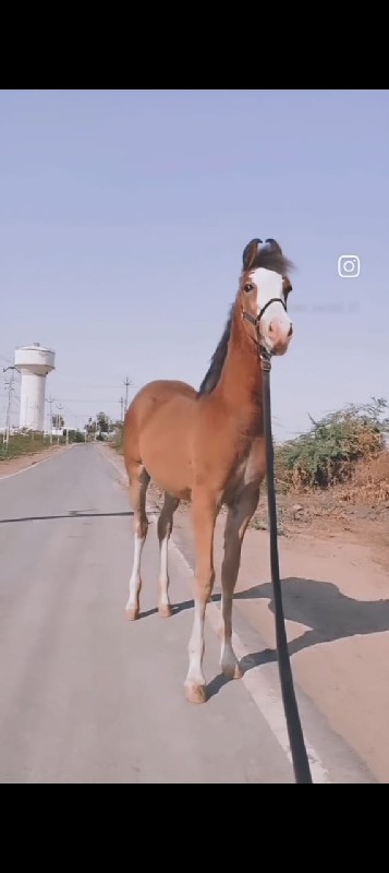 મારવાડી વછેરી...