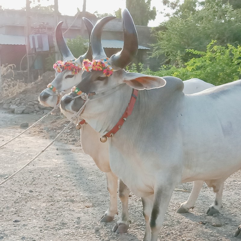 બળદ વેચવાનો છે