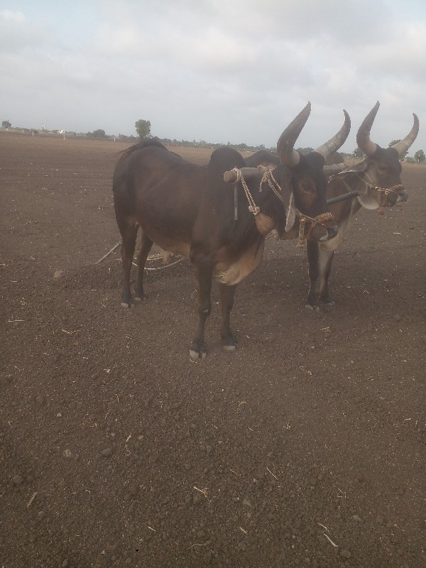 ગોઢલા વેચવાના છ...