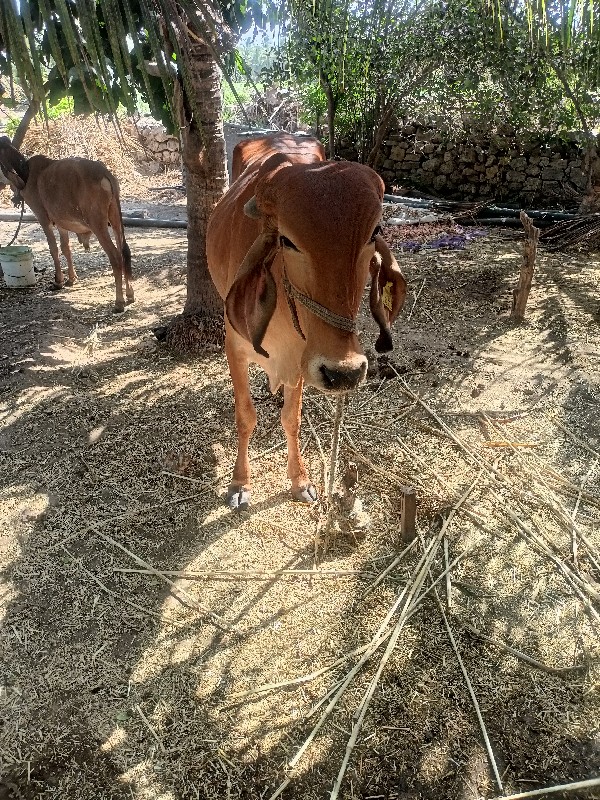 ગીર વાસળી વેચવા...