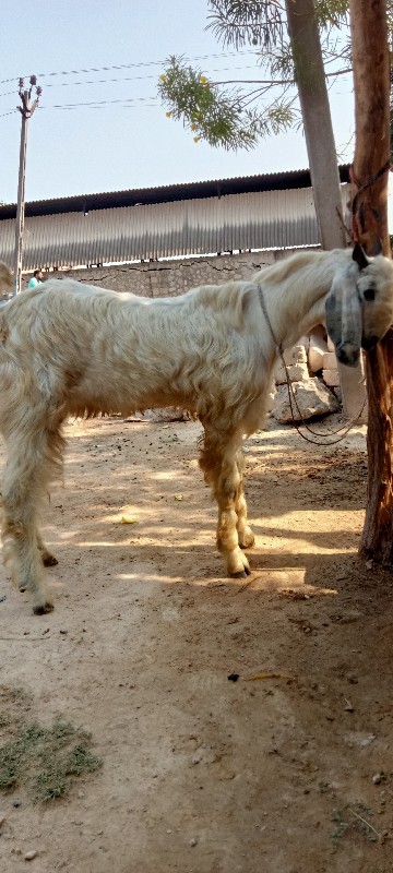 બકરો વેસવાનોછે...