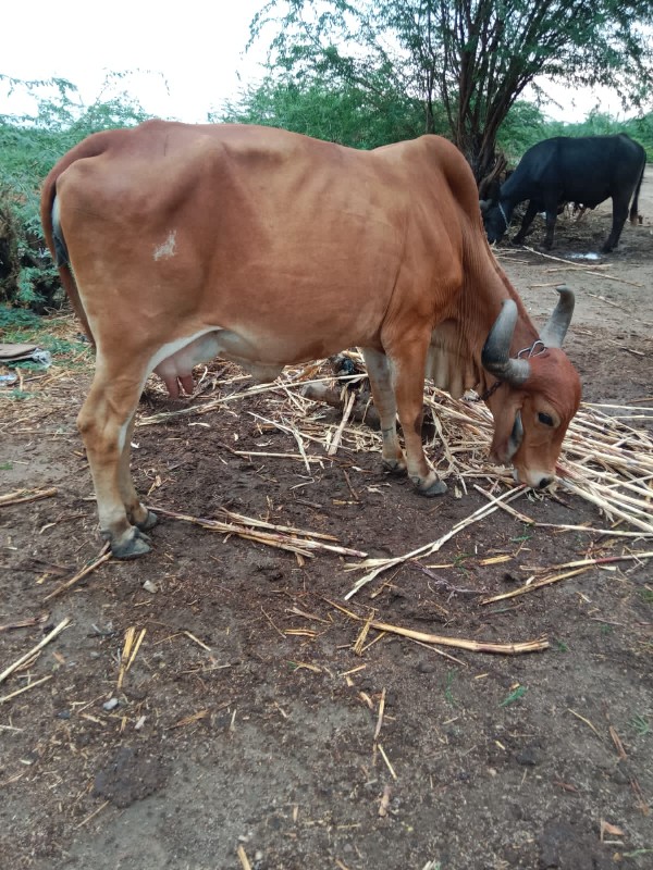 ગાય વેચવાની છે...