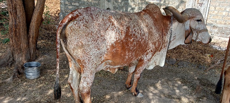 ગાય વેચવાની છે