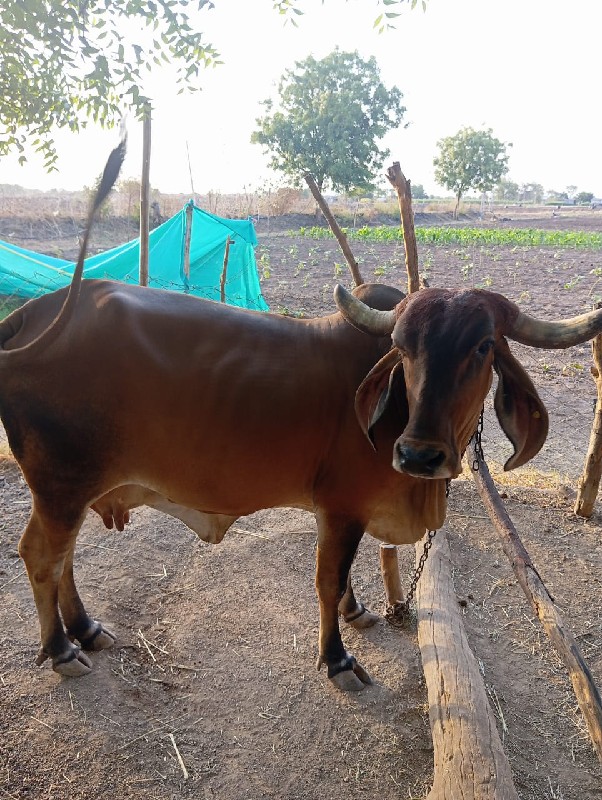 ગાય વેચવાની છે...