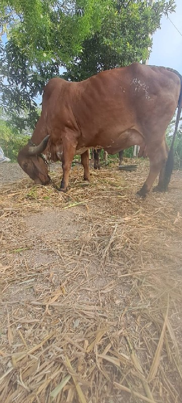 ગીર ગાય વેચવાની...