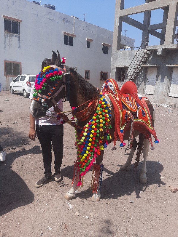 આઘોડીનાસાટાકરવા...