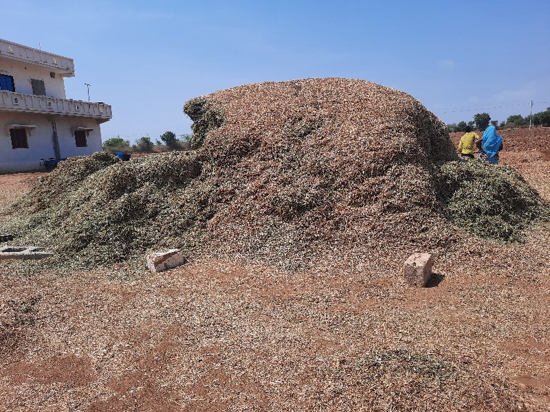 માંડવી નો ચારો