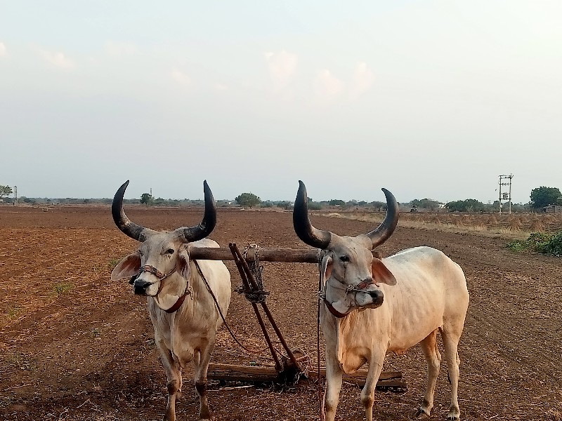 બળદ વેચવાના છે