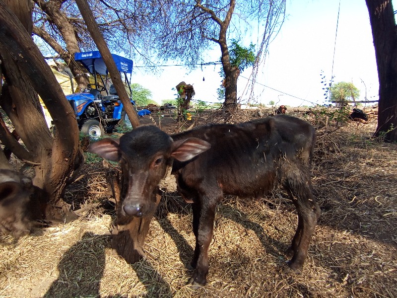 ચાવડા વિરમ