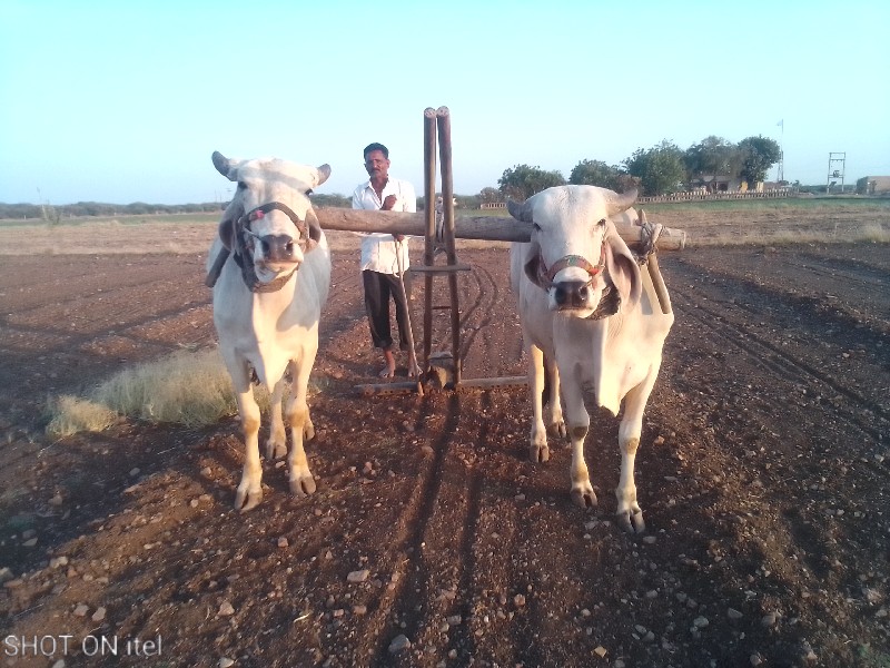 બળદ વેચવાના છે