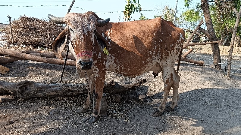 સાડા આઠ મહિનાની...