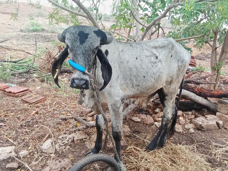 લરડીવાસડી