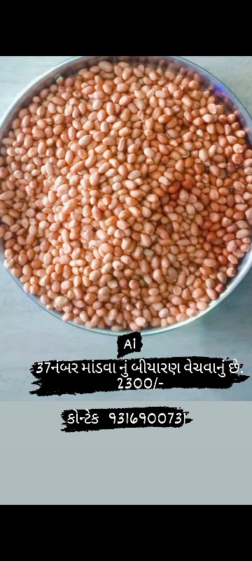 37 નંબર માંડવો...