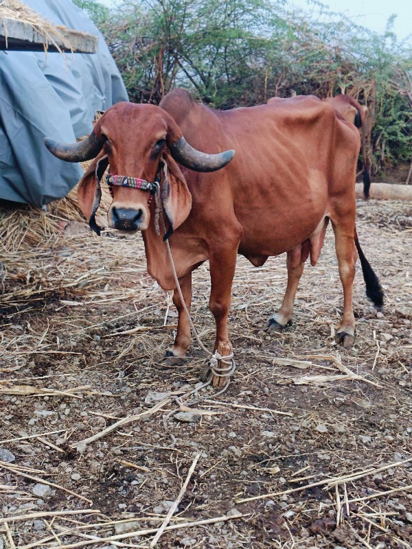 ગાય વેચવાની છે