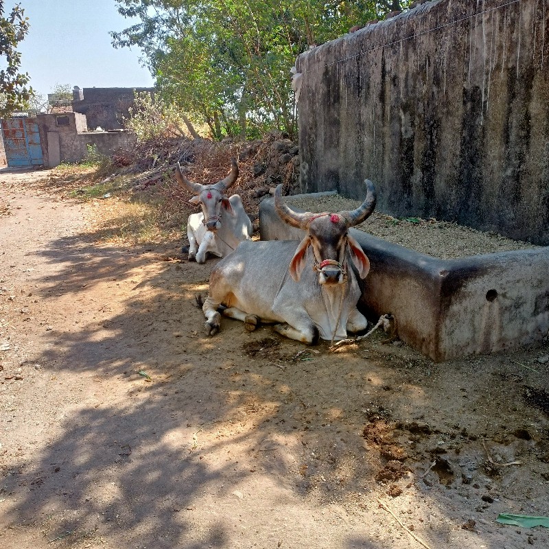 ગોઢલા વેંચવા ના...