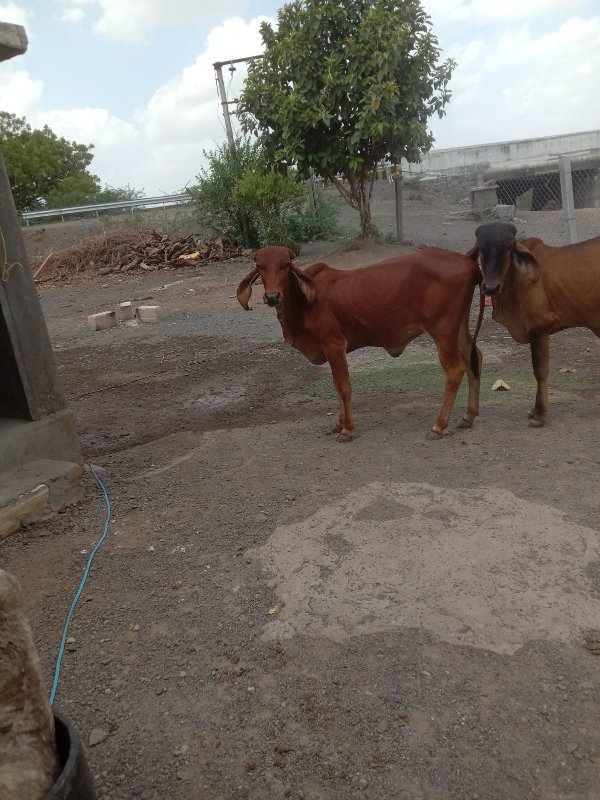 જર્સી ગાય વેચવા...