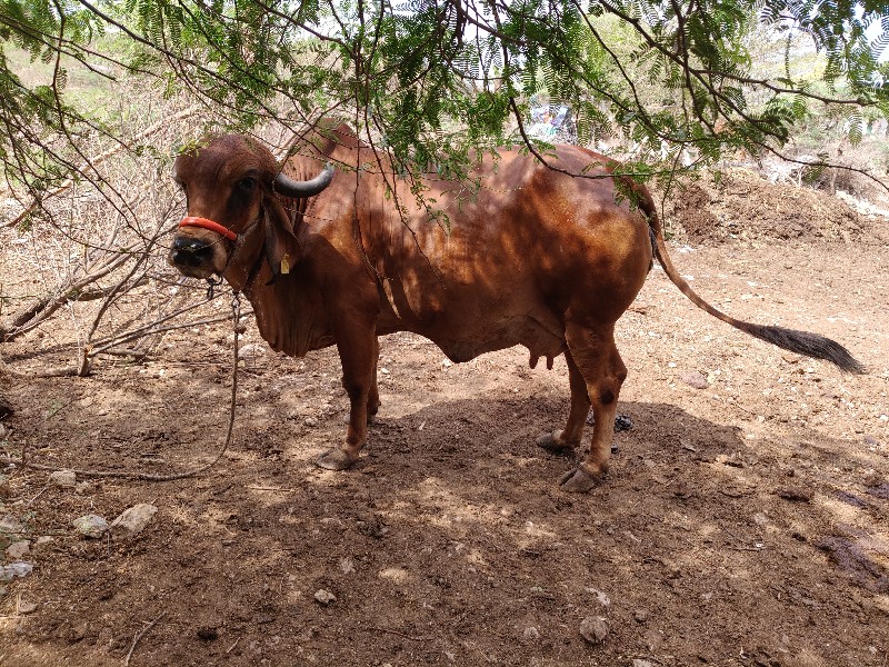 ગાય વેચવાની છે