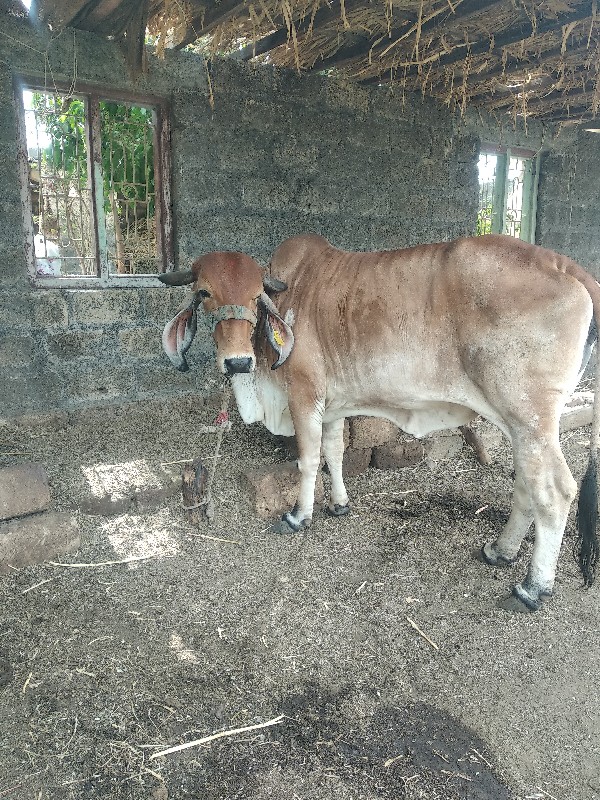 વોળકી વેચવાની છ...