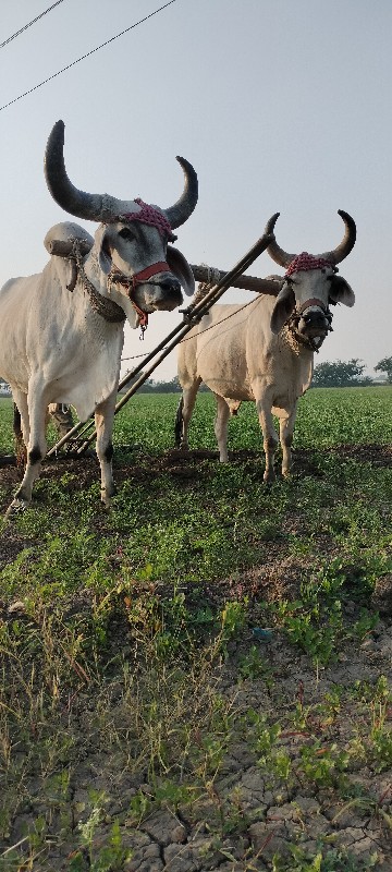 બળદ વેચવાના છે