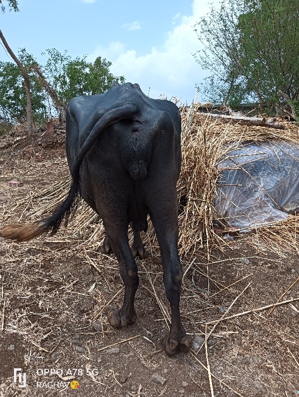 ભેંસ વેચવાની છે