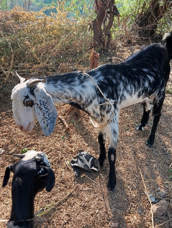 બકરી વેચવાની છે...