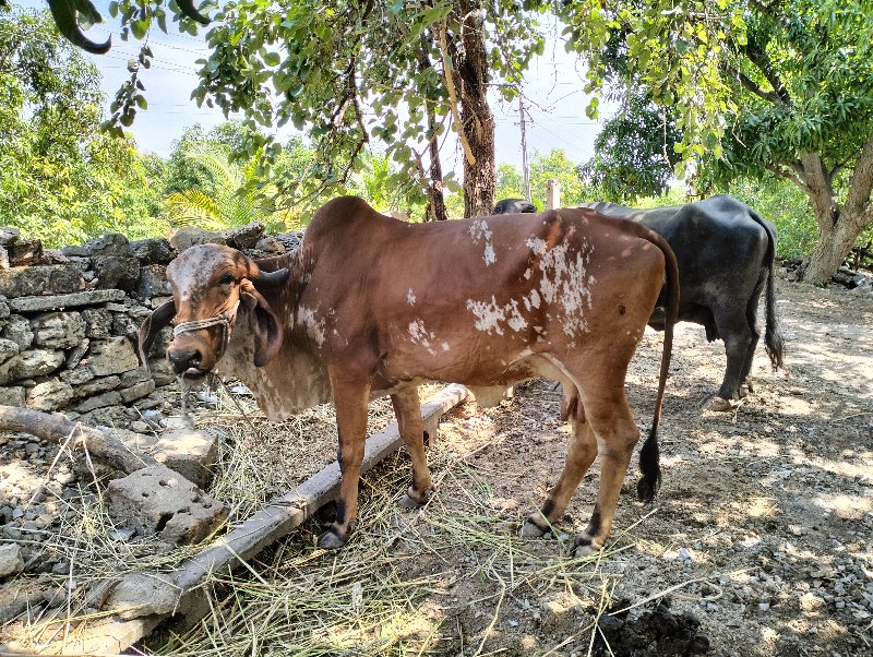 ગીર ગા