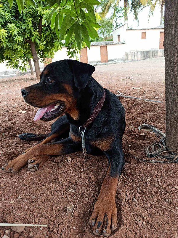 Rottweiler