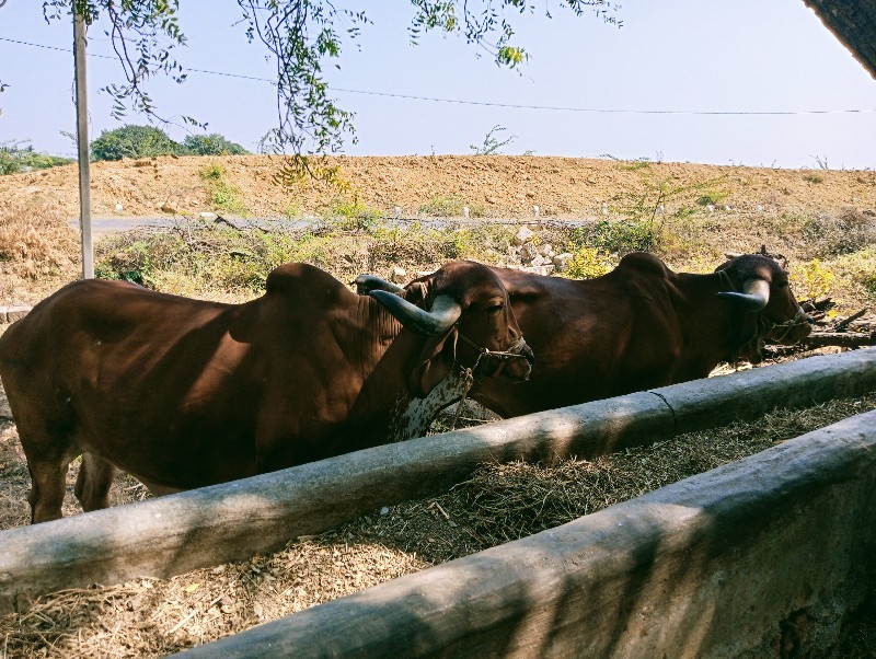 બળદ વેચવાના છે