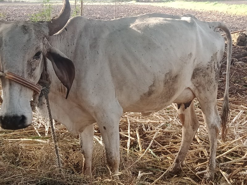 ગાય છે