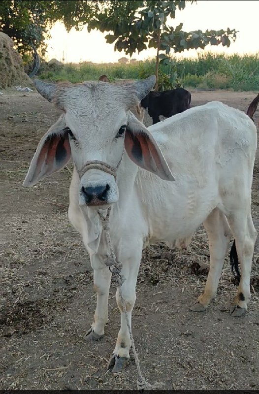 વેચવા નો સાવ સો...