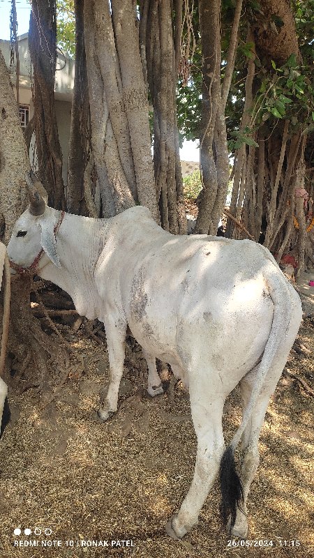 વાછડા વેચવાના છ...