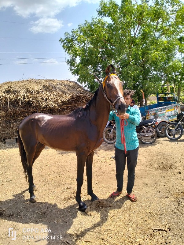 વસેરોઘોડોસે સાટ...