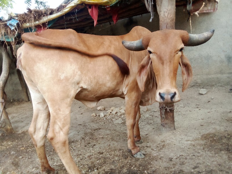 ગાય વેસવાની છે