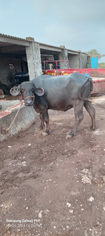 ખડેલુ વેચવાનુ છ...