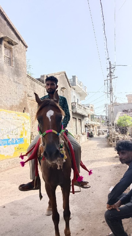 કાઠિયાવાડી ધોડિ...