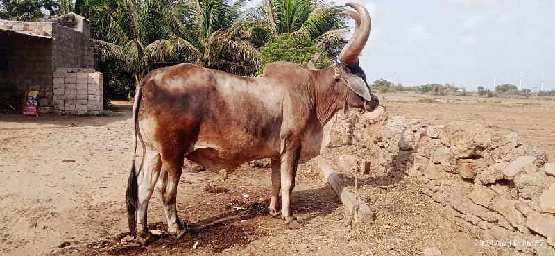 બળદ વેચવાનો છે