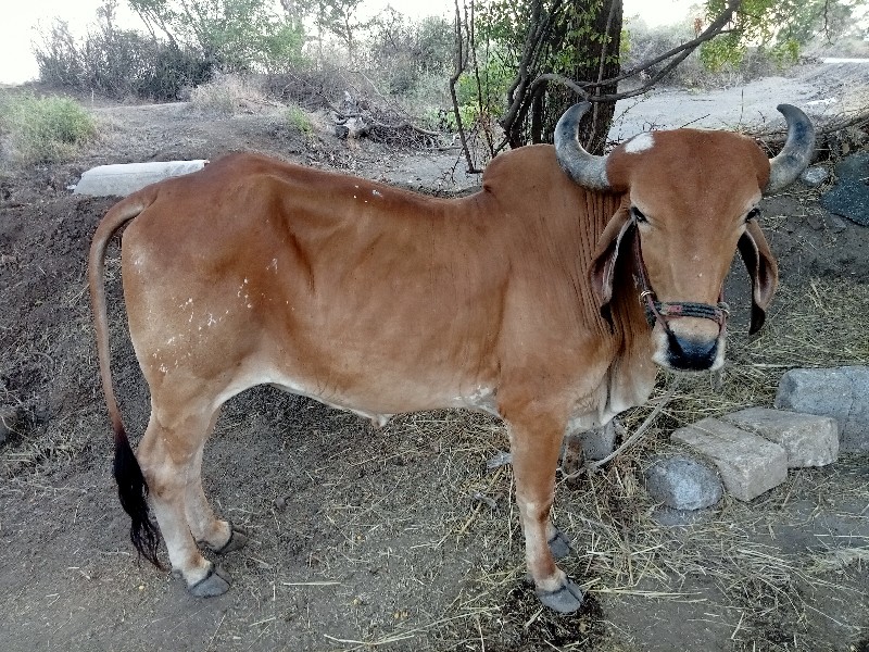 ત્રીજી ધરનો બળદ...