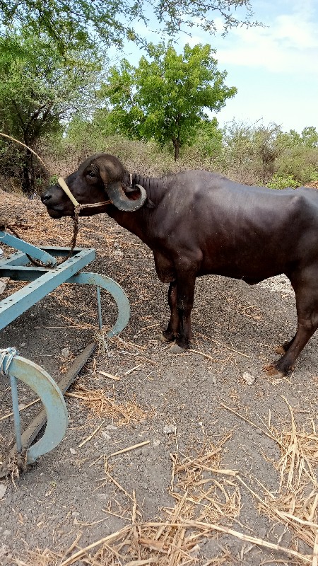 ખળેલી વેચવાની છ...