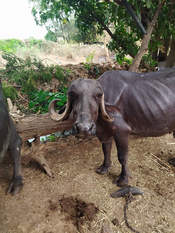 ભેંસ વેચવાની છે