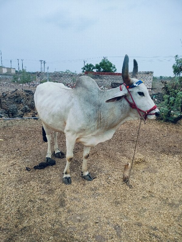 વેચવાનો છે વેચવ...